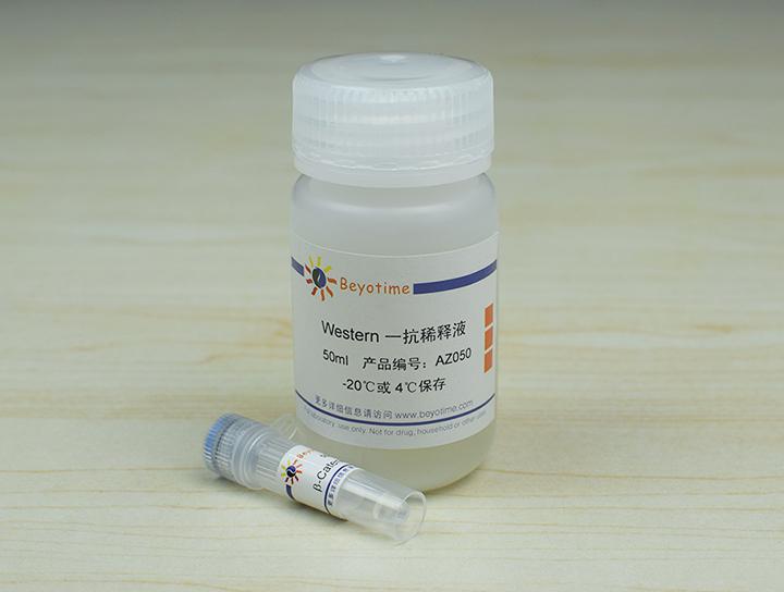 β-Catenin Rabbit Polyclonal Antibody